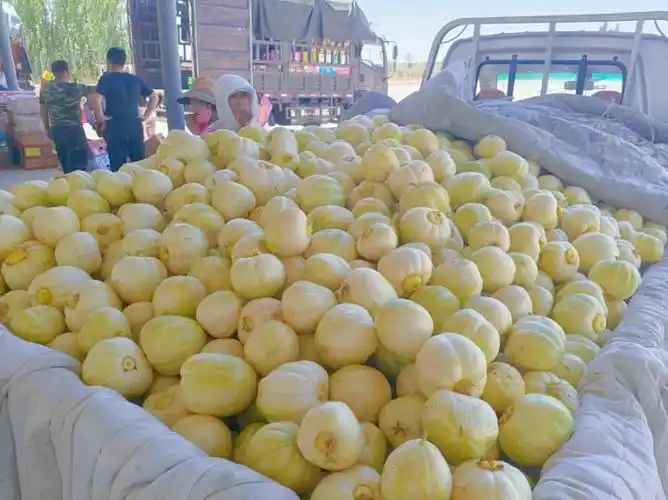 渡口镇"白莲脆香瓜"上市啦