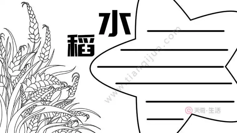 水稻主题手抄报