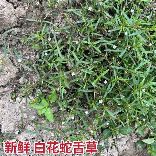 正宗白花蛇舌草新鲜天然 百花蛇 小号蛇舌草可搭配半半边莲用包邮