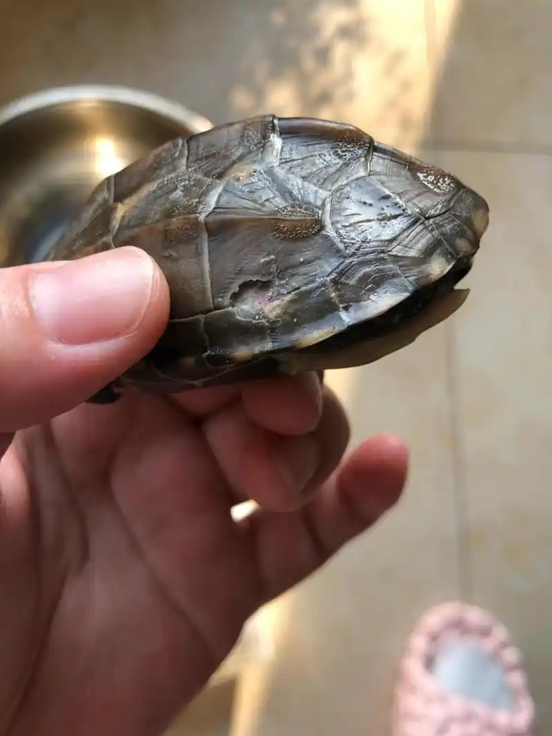 我的小草龟腐甲了01(治疗第一天) 可怜的崽子啊,两个崽子都腐甲了