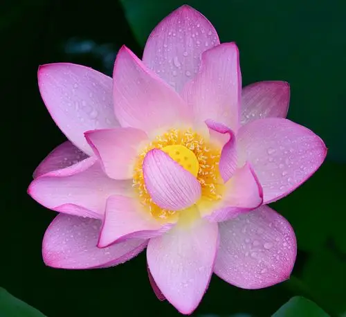 俯拍.荷花 - 一笔秋毫 - 图虫