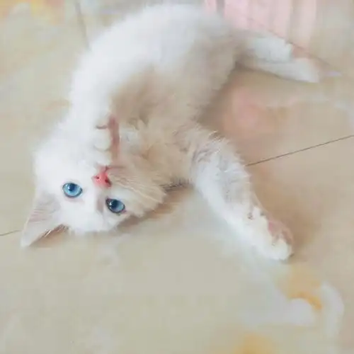 分享猫猫|两个月的小狮子猫🐱