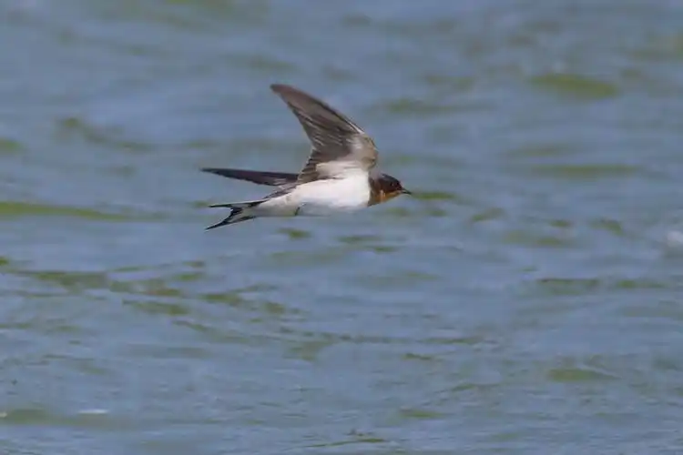 燕子贴着水面飞行