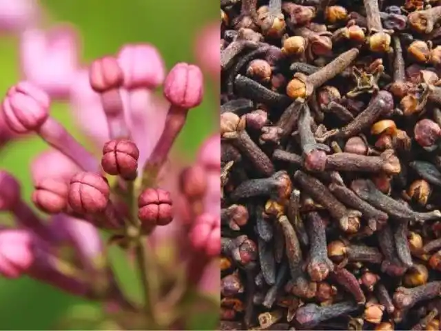 丁香能制止胃病变胃癌是真是假专家是这样子说的