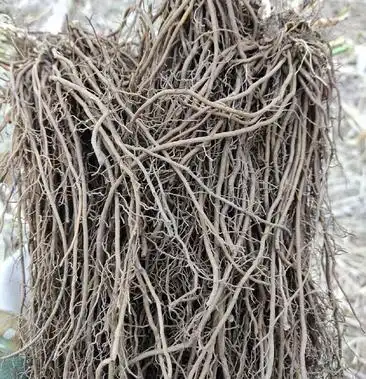 威灵仙山辣椒秧种子苗子