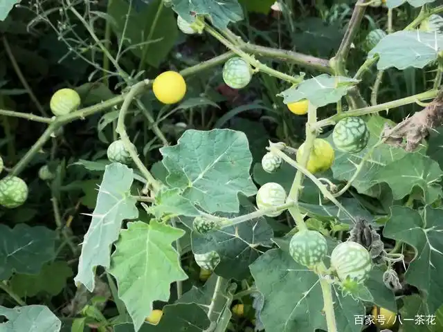 小时候这些农村的野果子,你还记得吗?