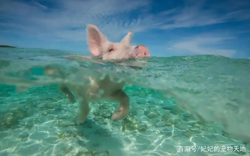 在水里游泳的小猪猪