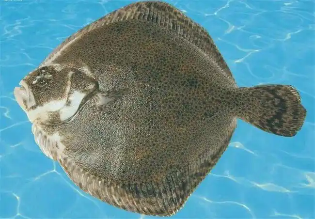 多宝鱼在大海的世界里,成年的鱼最长能达到七十五厘米,它的身体是扁的