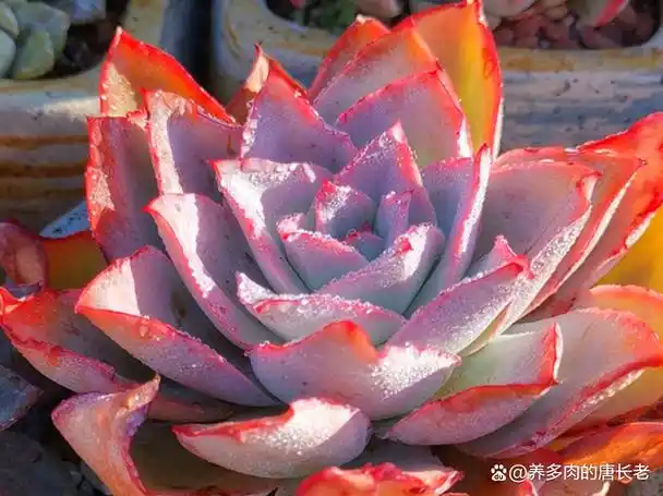 不适合阳台的多肉冰与火,这样配土这样养,出状态真不比蓝光差