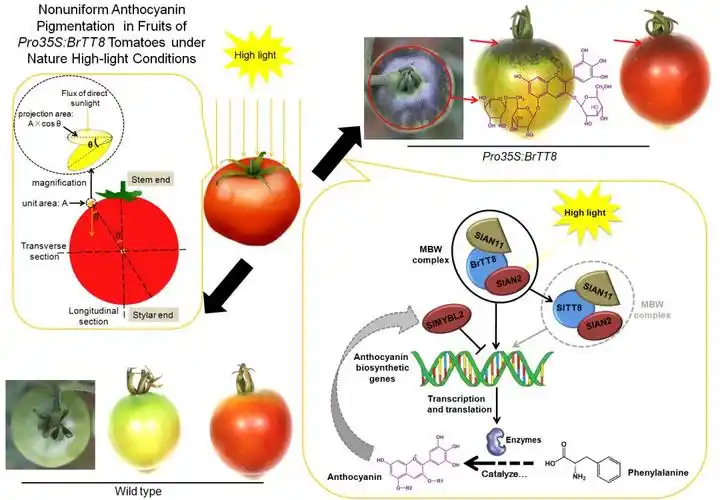 重磅番茄为什么这样红