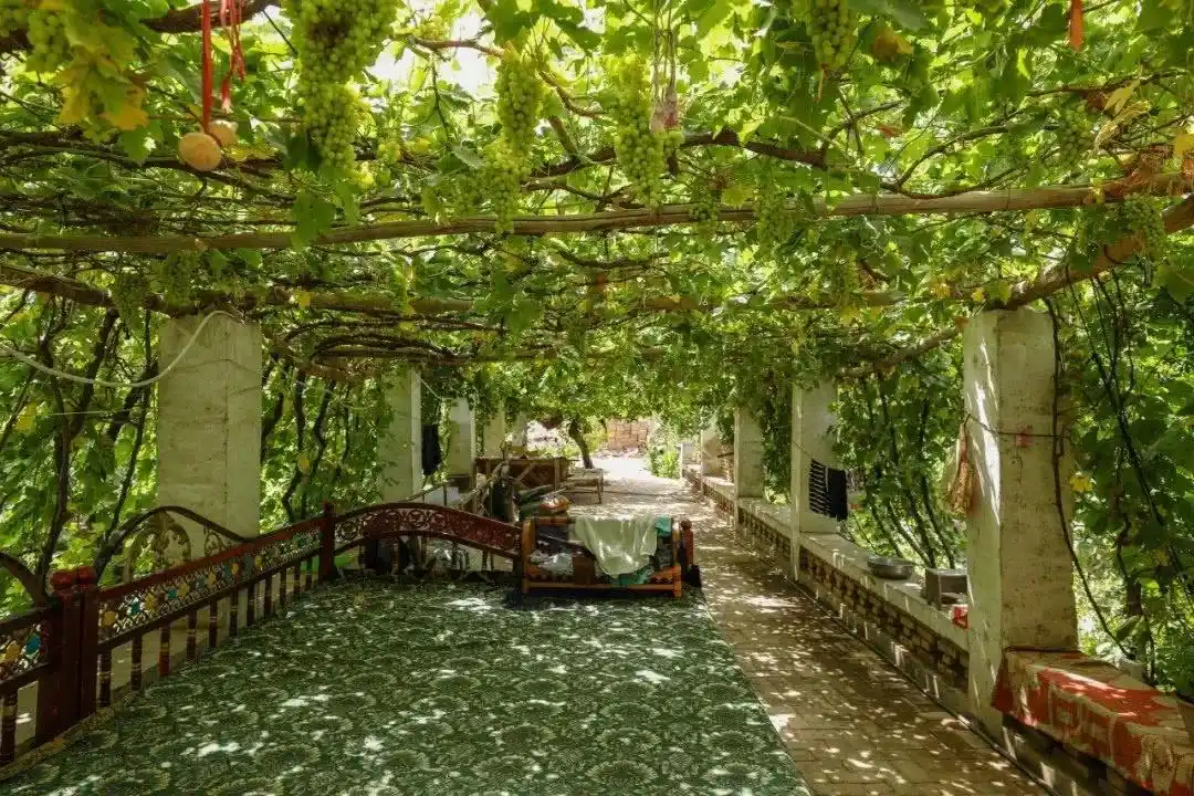 院子里葡萄架越来越少,不是不喜欢,而是这12种藤蔓植物能替代它