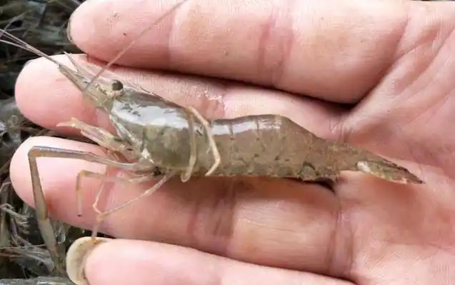 河虾吃什么食物?