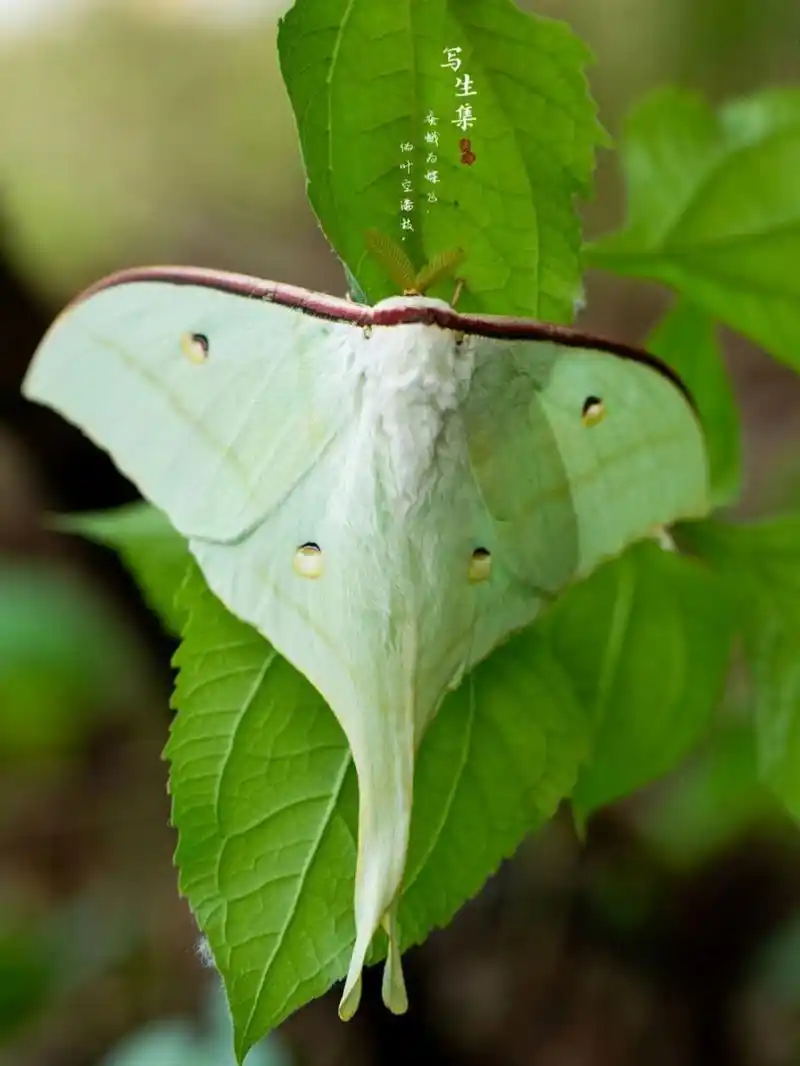 美洲月形天蚕蛾的身体呈现一种很可怕的绿色,每个翅膀上还