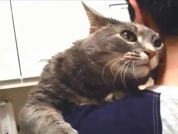 猫咪在主人肩上还一个劲的将小脸往主人脖子上蹭,可见对主人是喜爱极