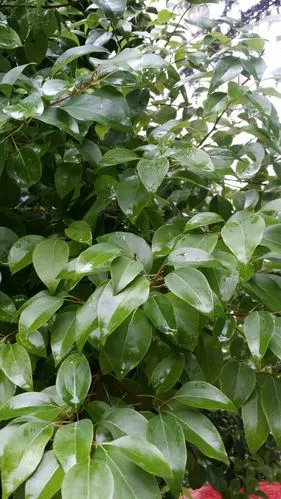 香樟树叶,散发着香樟的芬芳.