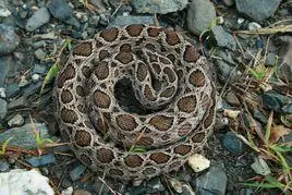 圆斑蝰(金钱豹)