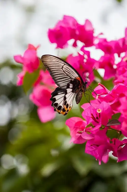 一组花蝴蝶祝贺【十周岁】大赛圆满落幕!恭喜所有获奖的摄友!