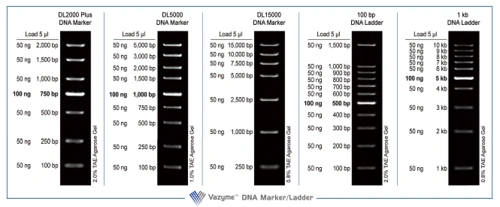 dna marker/ladder 250μl