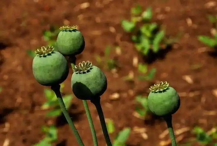 太作死女子朋友圈晒罂粟果还说来抓我呀民警回复