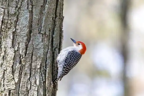 啄木鸟是什么科动物?