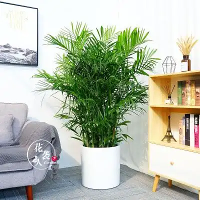 室内夏威夷椰子盆栽凤尾大型绿植办公室植物甲醛大型绿植