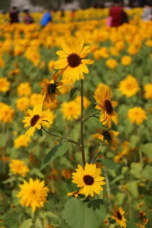 向日葵及一组小花