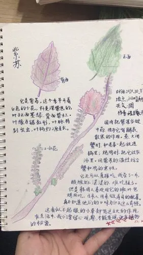 三年级八班 第五季 第八期 写美篇星期一       翻看孩子们的自然笔记