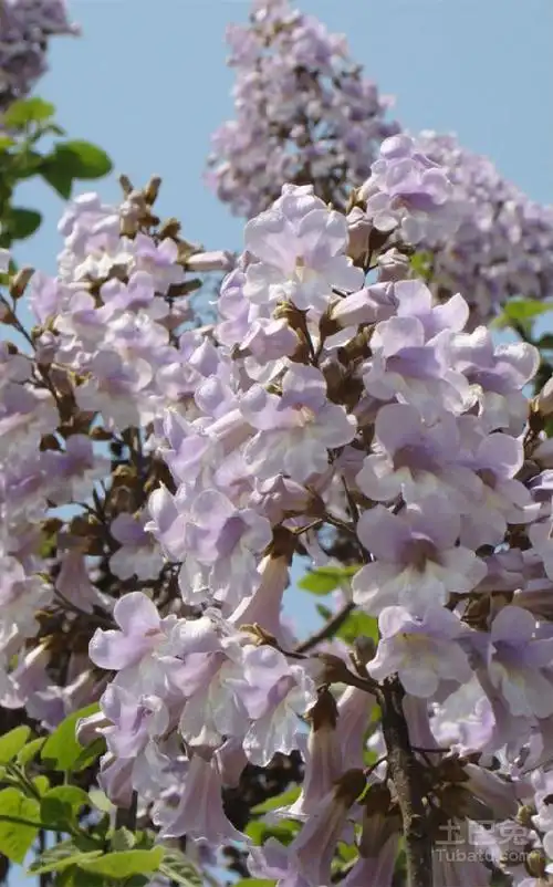 除了在中医学上原有的药用价值,在泡桐花提取物的研