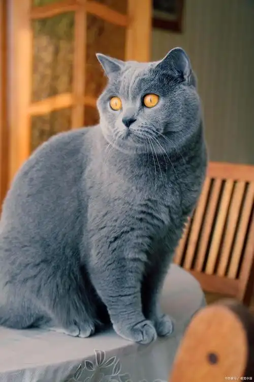 猫界百科:蓝猫为什么是灰色的?