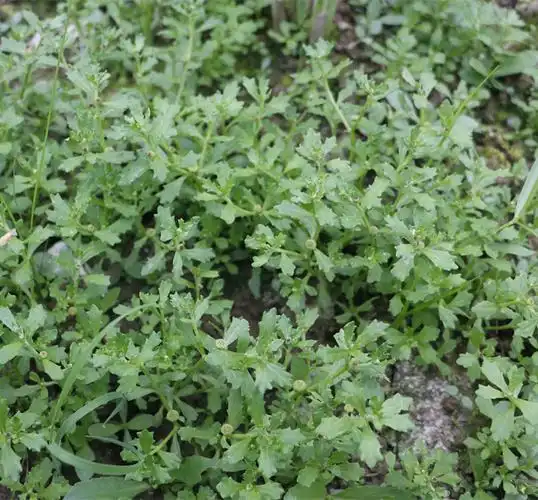 芍药的药用功效与作用芍药的两大功效