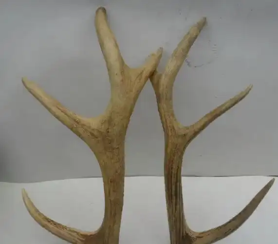 那些用过鹿角的中成药,你了解多少