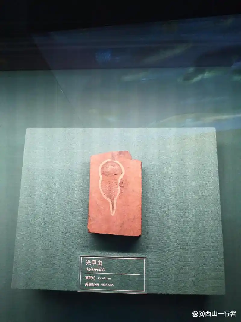 澄江化石地世界自然遗产博物馆