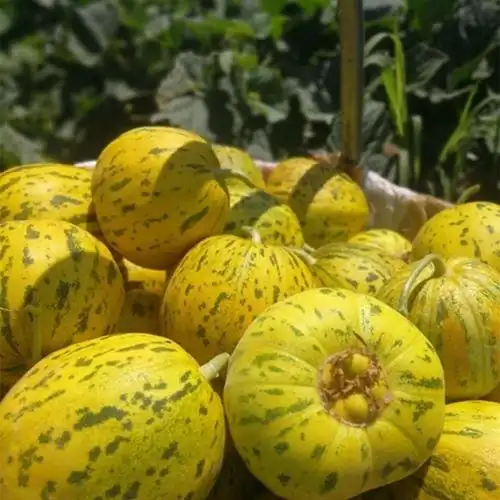 5折 东北甜香瓜白糖罐新鲜水果八里香农家脆甜口感家乡味道 五斤(白瓜