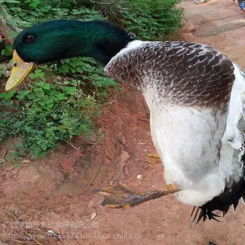 巴中市通江县竹鸡苗价格山东鸡苗河北鸡苗批发