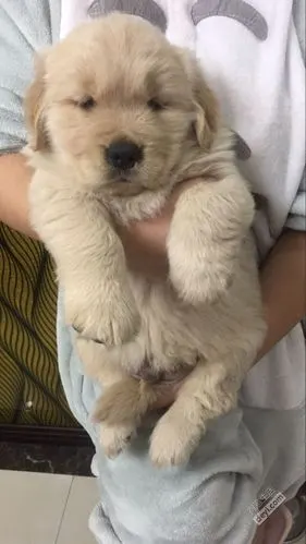 晒一晒满月的小金毛哦