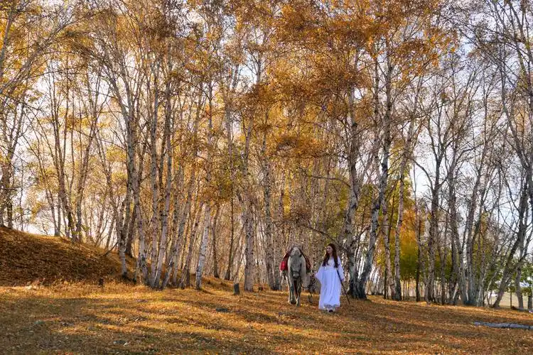 坝上摄秋之一:光影斑驳 - 美篇