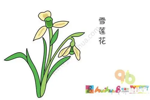 雪莲花简笔画法