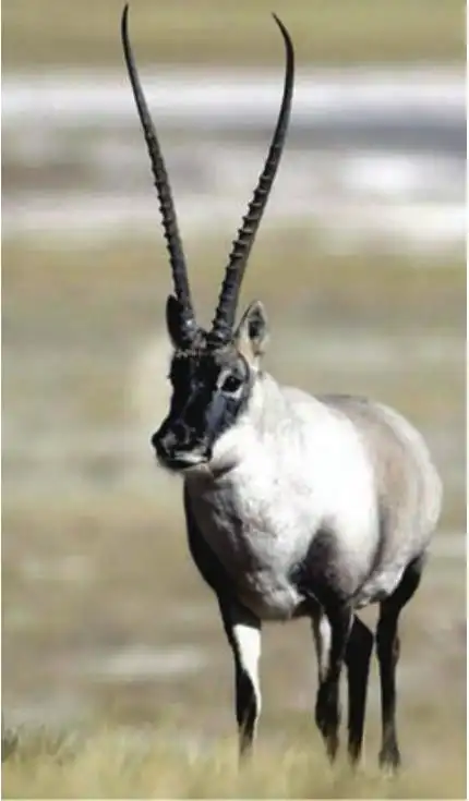 我国的哺乳动物资源