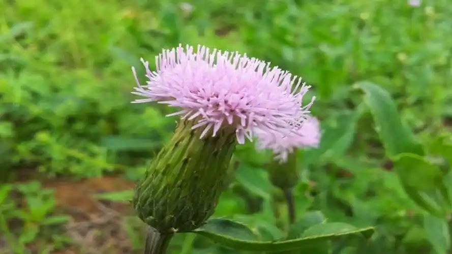 农村开紫花的假蒲公英专治牙龈肿痛不服不行