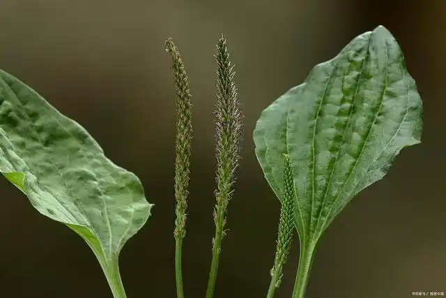 农村常见的车前草,可治痛风还可治癌症?真有依据吗?