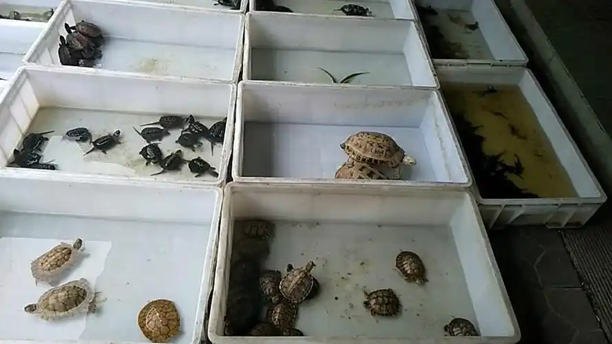 你们的花鸟市场有多少品种的乌龟呢这些龟你都见过吗