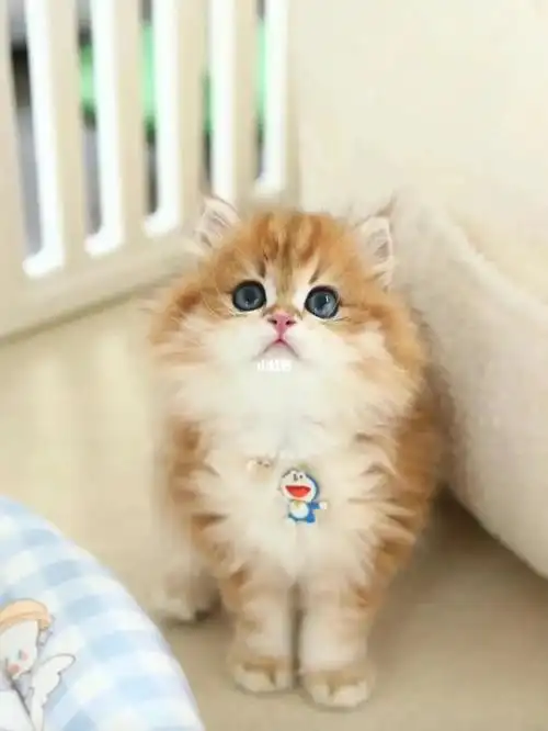 (上海)长毛金渐层猫咪/国庆活动 价格美丽