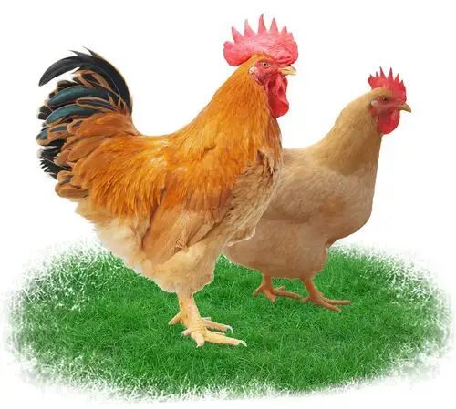 黄羽肉鸡二十强企业国家动物疫病净化创建场国家肉鸡养殖标准化示范场