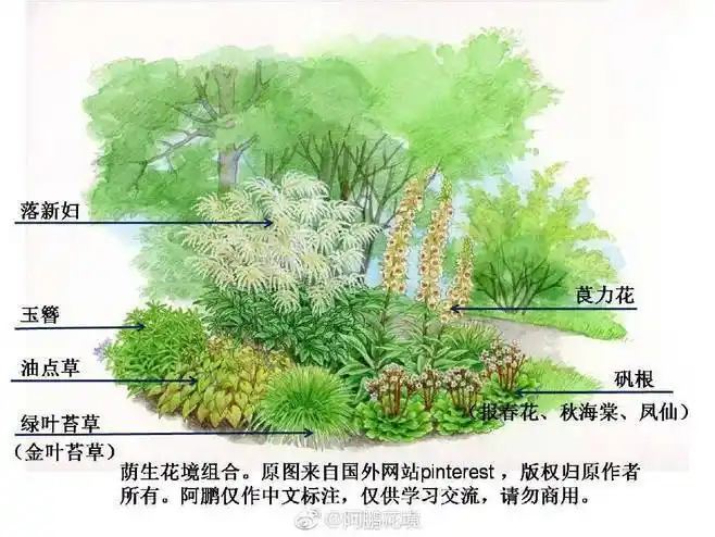 5组荫生花境手绘方案以及植物示例一并奉来自阿鹏花境微博
