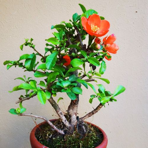 红花长寿梅一号小品老桩八重咲长寿梅老桩微型盆景植物日本品种【5月
