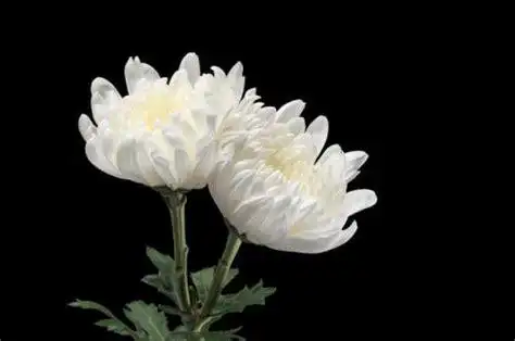 想念天堂母亲的好感人句子思念天堂母亲的句子适合发朋友圈2022已更新