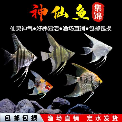 神仙鱼燕鱼秘鲁群游热带观赏鱼小型鱼鱼苗活体淡水鱼红头三色