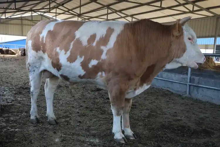 西门塔尔成年牛