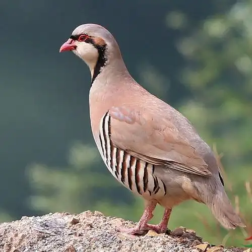 cmcm美国鹧鸪鸟活体鸡嘎嘎鸡呱呱鸡人工养殖活体下蛋孵化鹧鸪包活包