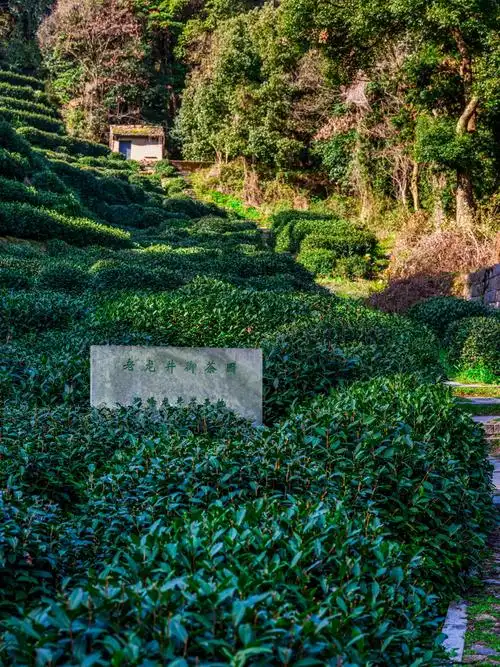 今天杭州西湖龙井茶正式开采